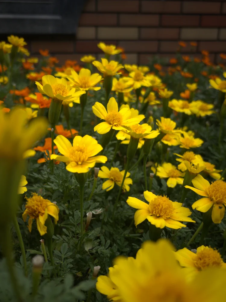 黄色と橙色の花